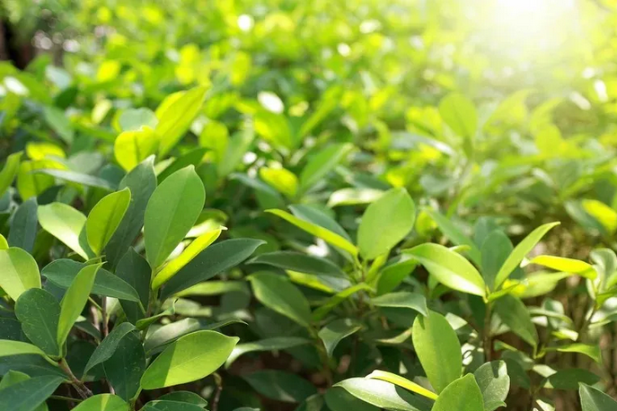 Conflicto yerbatero: Las Marías demandó a Misiones y denuncia el cobro de más de 300 años de impuest