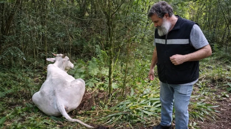 Se confirmaron dos casos positivos de rabia paresiante en bovinos en Corrientes y Misiones