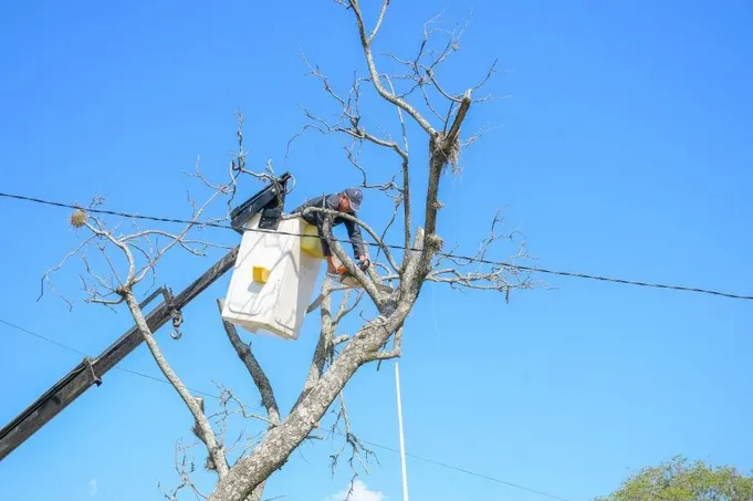 Trabajan en la extracción de árboles con riesgo de caída en el parque Cambá Cuá