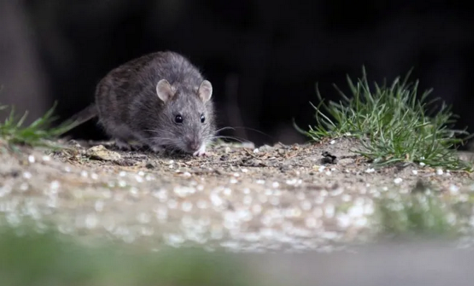 Confirmaron que un hombre tiene hantavirus y aislaron a toda su familia