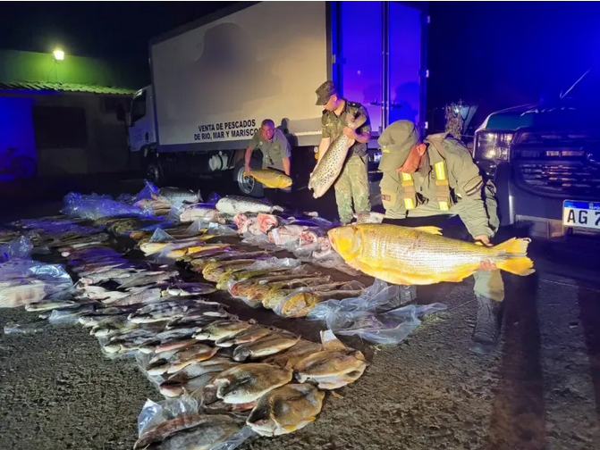 Flora y Fauna y Gendarmería secuestraron 720 kg de pescado