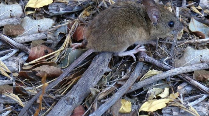 Alerta en Bariloche: un hombre contrajo hantavirus y aislaron a su familia