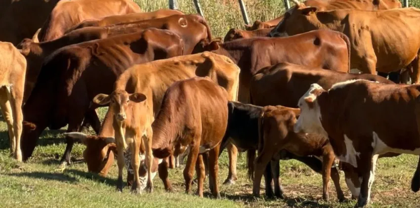 Corrientes: recomiendan vacunar el ganado ante un brote de rabia paresiante en el norte provincial