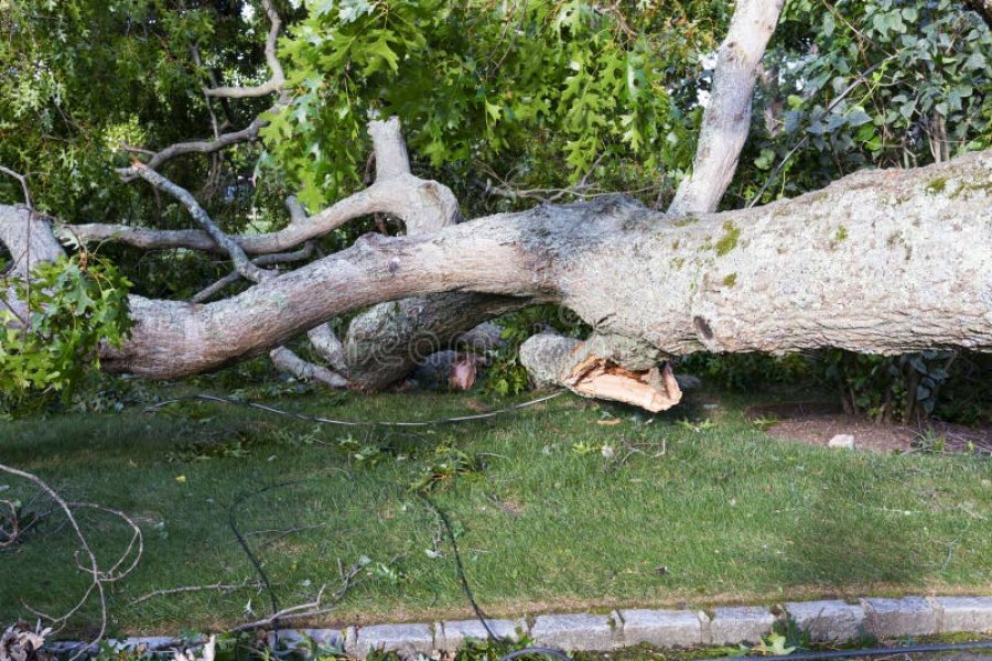 Cayó un árbol sobre un operario de la DPEC durante una fuerte tormenta