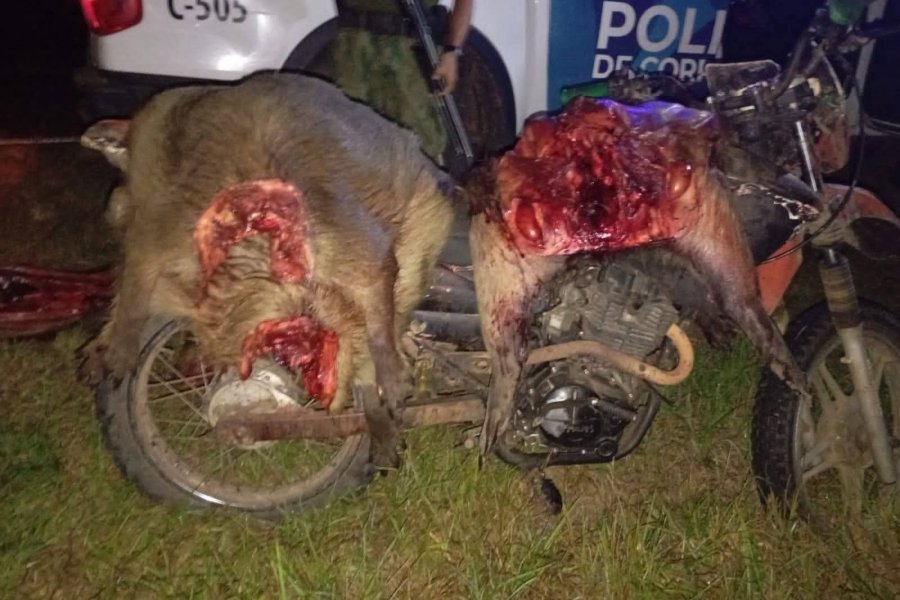 Hambre y delito: Detienen a dos cazadores con cinco carpinchos en una reserva natural de Corrientes
