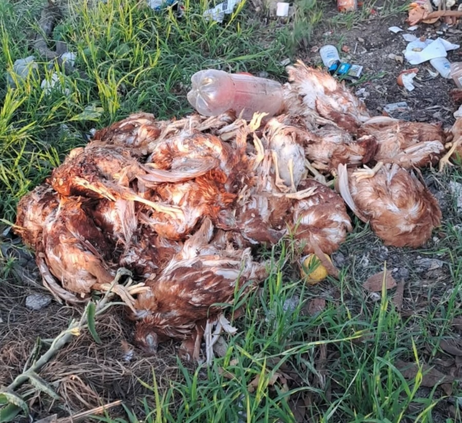 Encontraron más de 80 gallinas sacrificadas en un "ritual" en Formosa