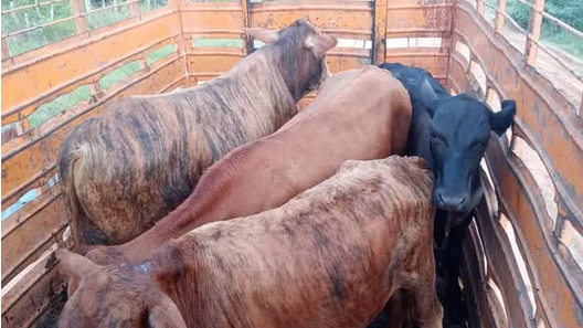 Cuatro detenidos y ganado secuestrado en operativo contra el abigeato en San Miguel