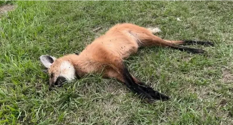 Atropellaron un aguará guazú sobre la Ruta 12 cerca de Ituzaingó