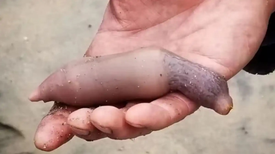 Sorpresa en Chubut por la aparición de miles de "peces pene" en la costa