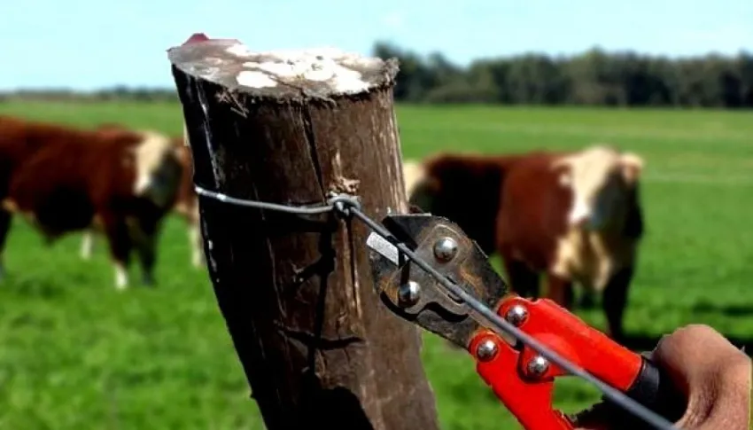 Juicio millonario: un ganadero al banquillo por el "robo" de 2.000 vacas
