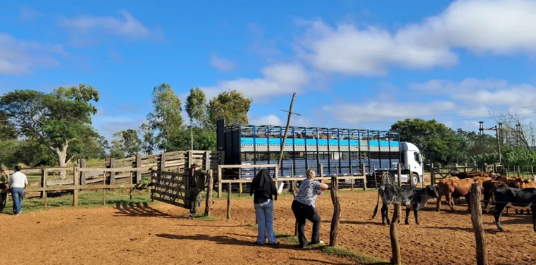 Corrientes: habilitaron el traslado de más 180 cabezas de ganado robado