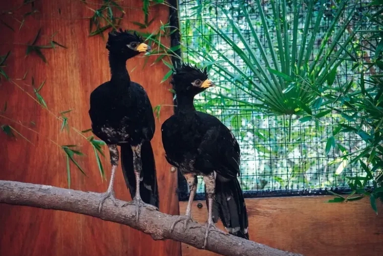 El Parque de la Biodiversidad trasladó a cinco muitúes a la reserva de Corrientes