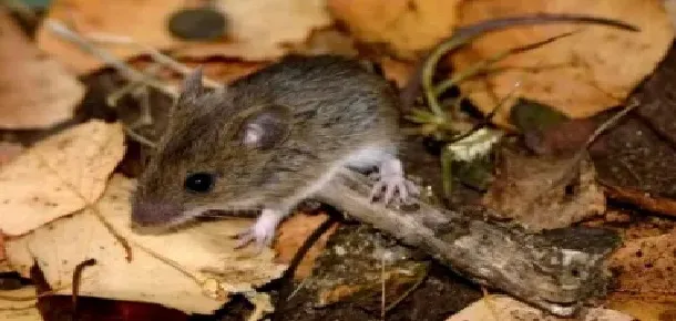 Confirmaron 58 casos de hantavirus en el país y alertan por zonas en situación de brote