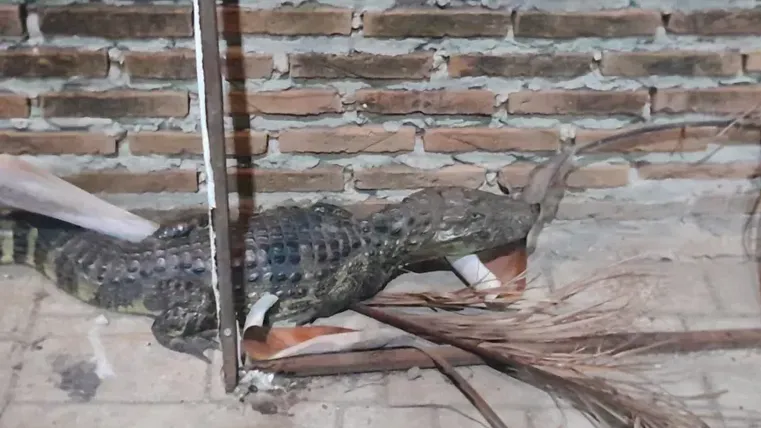 Rescataron a un yacaré que apareció en la vereda de un local comercial de Corrientes