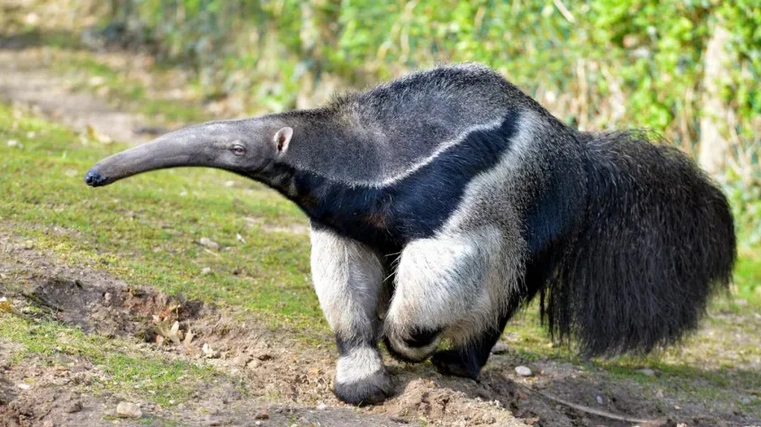 En Brasil registraron un oso hormiguero y creen que llegó desde Corrientes