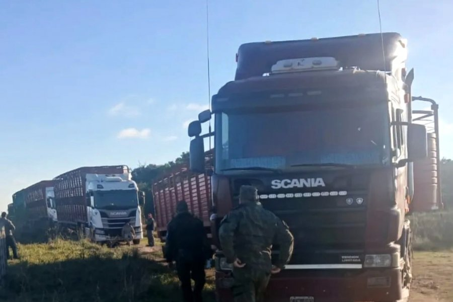Corrientes: mujer denunció que le robaron 150 vacas y quedó detenida
