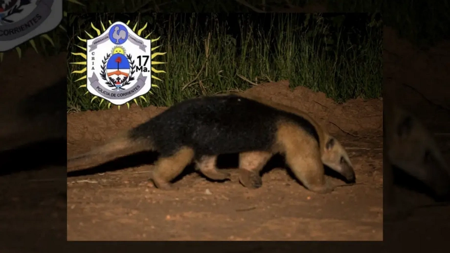 Corrientes: un oso melero apareció en un barrio de capital, fue rescatado por la Policía