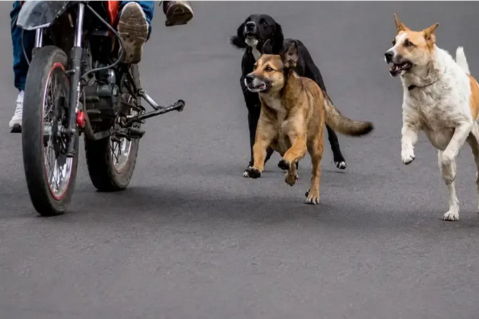 Corrientes: deberán pagar $4,7 millones por el ataque de sus perros a una motociclista