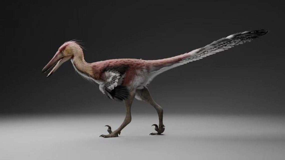 Histórico: se encontró una nueva especie de dinosaurio raptor en Santa Cruz