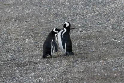 Alarma en Chubut y Santa Cruz por la aparición de pingüinos muertos en las playas