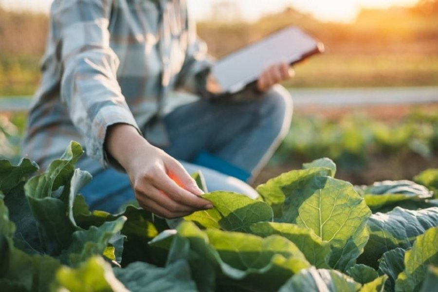 Alerta por el uso de agroquímicos en Corrientes tras la intoxicación de un profesional