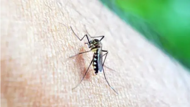 Día Mundial del Dengue: importancia de la prevención frente a una amenaza global en expansión