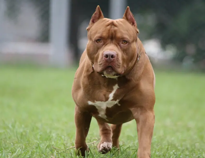 Corrientes: una nena de 5 años sufrió graves heridas tras ser atacada por un pitbull en Esquina