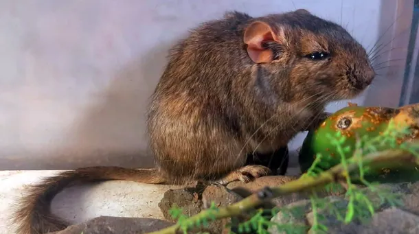 Descubrieron una nueva especie de roedor en Córdoba y lo nombraron en homenaje al Conicet y Parques