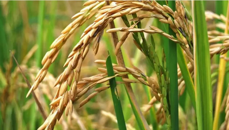 Advierten sobre una fuerte caída en la siembra de arroz: "Va a haber entre un 15% y un 20% menos de