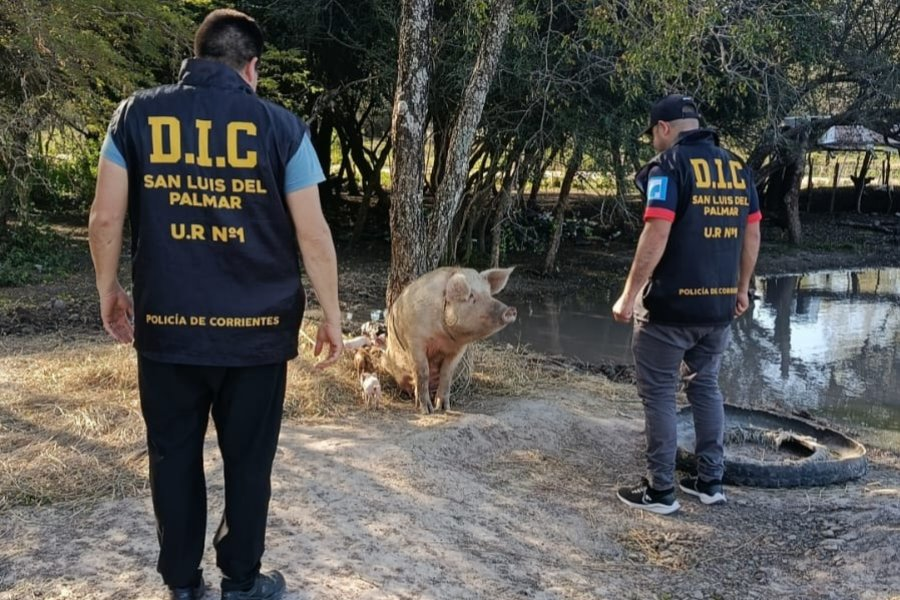 Imágenes: recuperan 19 chanchos robados en San Luis del Palmar