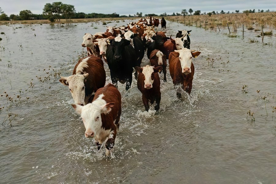Alerta: el SENASA difundió un protocolo para proteger la hacienda en Corrientes y Misiones