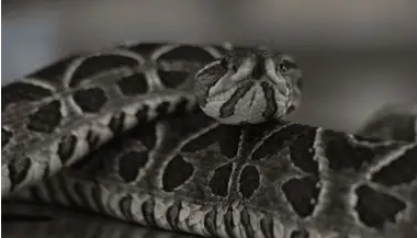 Un nene jugaba en el patio de su casa y fue atacado por una yarará en el interior de Corrientes