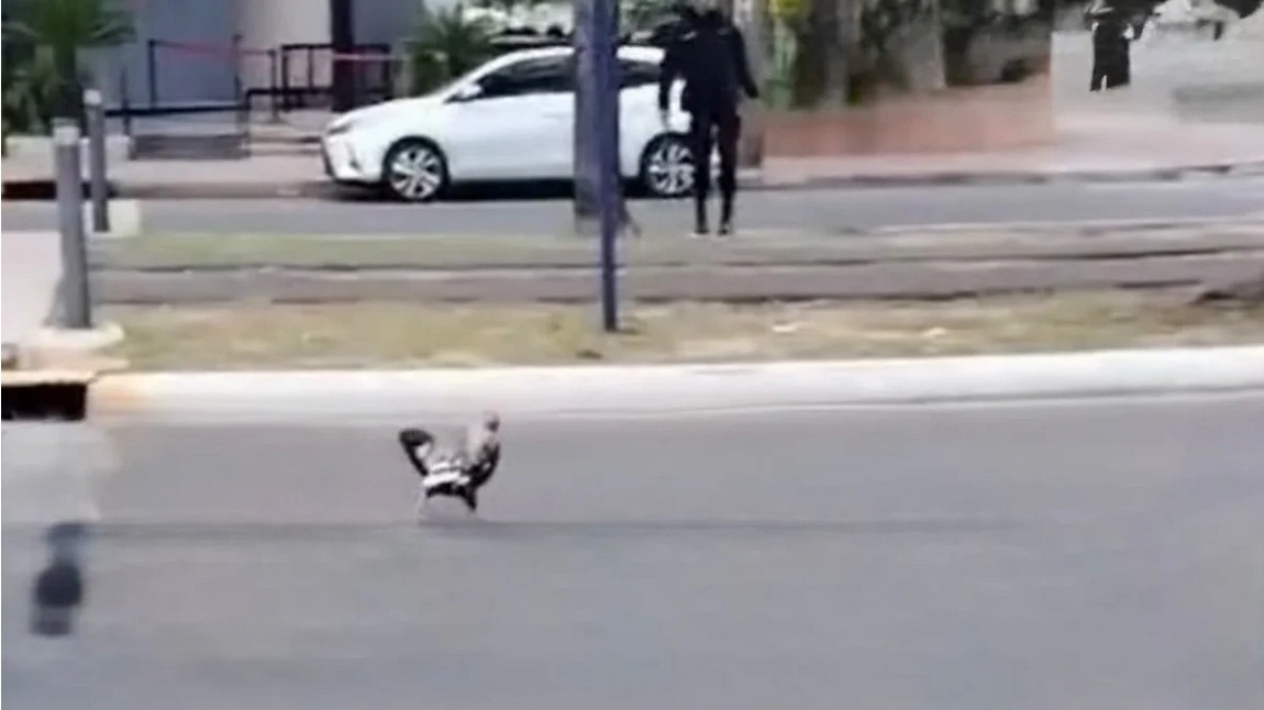 Un gallo suelto provocó revuelo en la costanera correntina