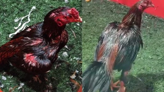Rescataron a más de 100 gallos de riña en un boliche de Brandsen: hay 27 detenidos