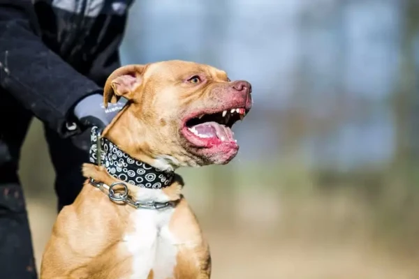 Otro nene de 3 años fue atacado por un pitbull y recibió 65 puntos en la cara