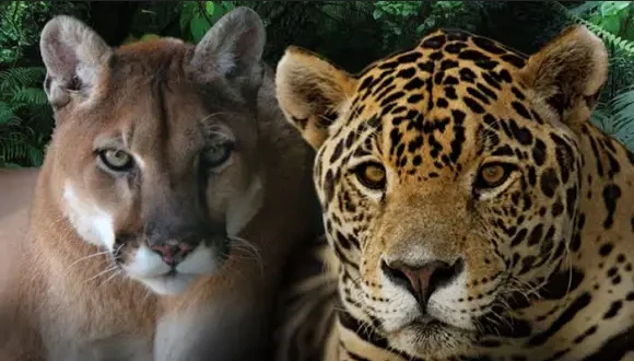 El Senado dio media sanción al plan para proteger yaguaretés y pumas
