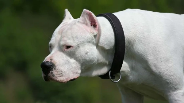 Córdoba: una nena murió tras ser atacada por los dos dogos de su tío