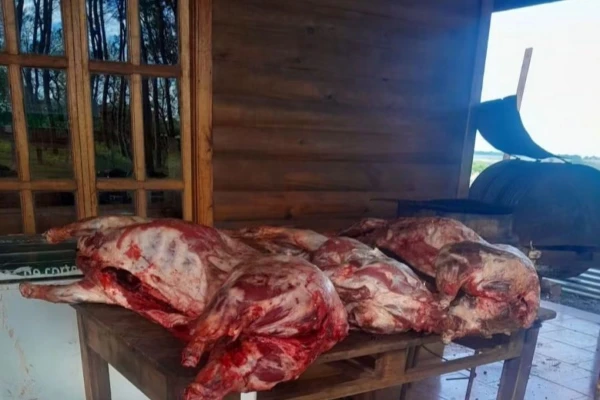 Chicos malos: le robaron y carnearon las ovejas de su tío