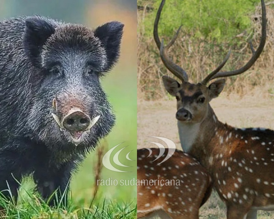 Proyectan un frigorífico para carne de ciervo axis y chancho salvaje
