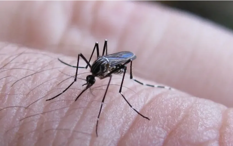 Chikungunya: se registraron 272 nuevos casos