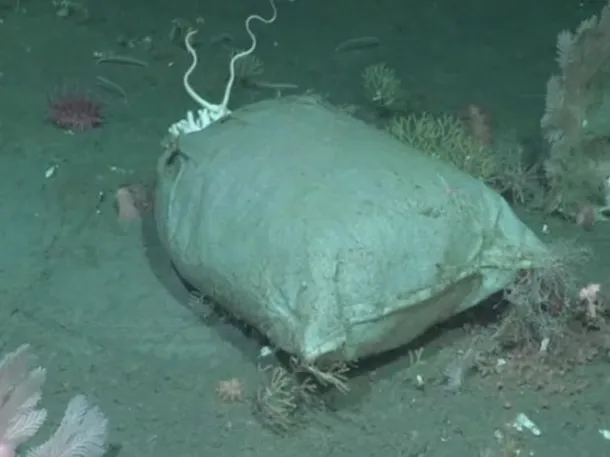 Bolsas encontradas en las profundidades del Mar Argentino